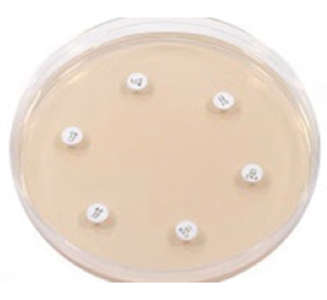 Antimicrobial susceptibility testing kit