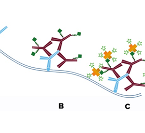 Antibodies